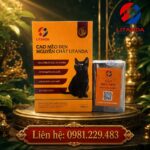 Cao mèo đen - thức quà biếu sang trọng cho sức khỏe