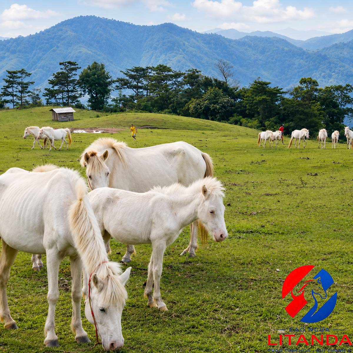 Đàn ngựa bạch được chăn thả tự nhiên tại thảo nguyên Khau Sao, Lạng Sơn