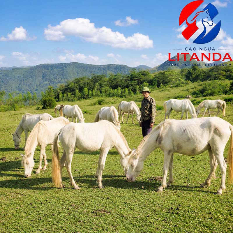 Ngựa được chăn thả tại trang trại thôn Suối Mạ A