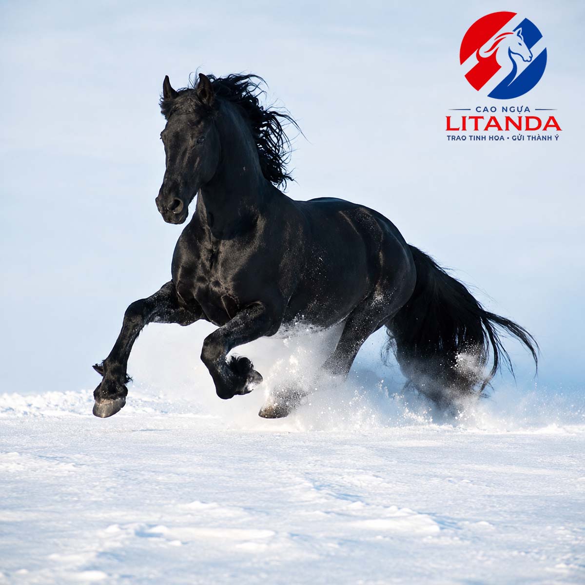 Giống ngựa Friesian mạnh mẽ và quý hiếm của thế giới