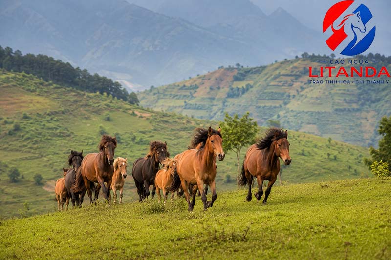 Hình ảnh đàn ngựa được chăn thả tại thôn suối A Mạ