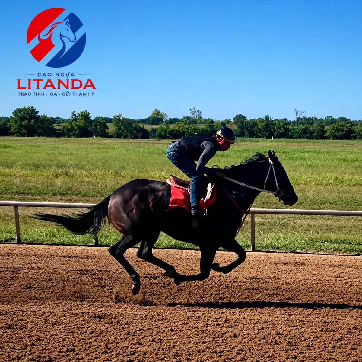 Hình ảnh giống ngựa Thoroughbred đang mạnh mẽ phi nước đại trên đường đua