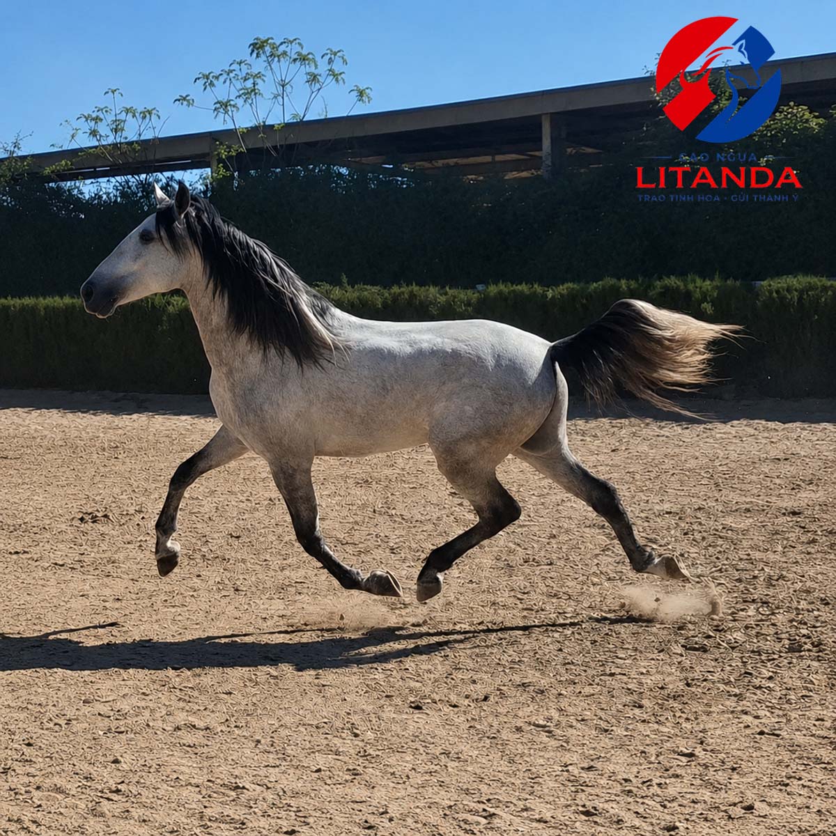 Ngựa andalusian - niềm tự hào của Tây Ba Nha