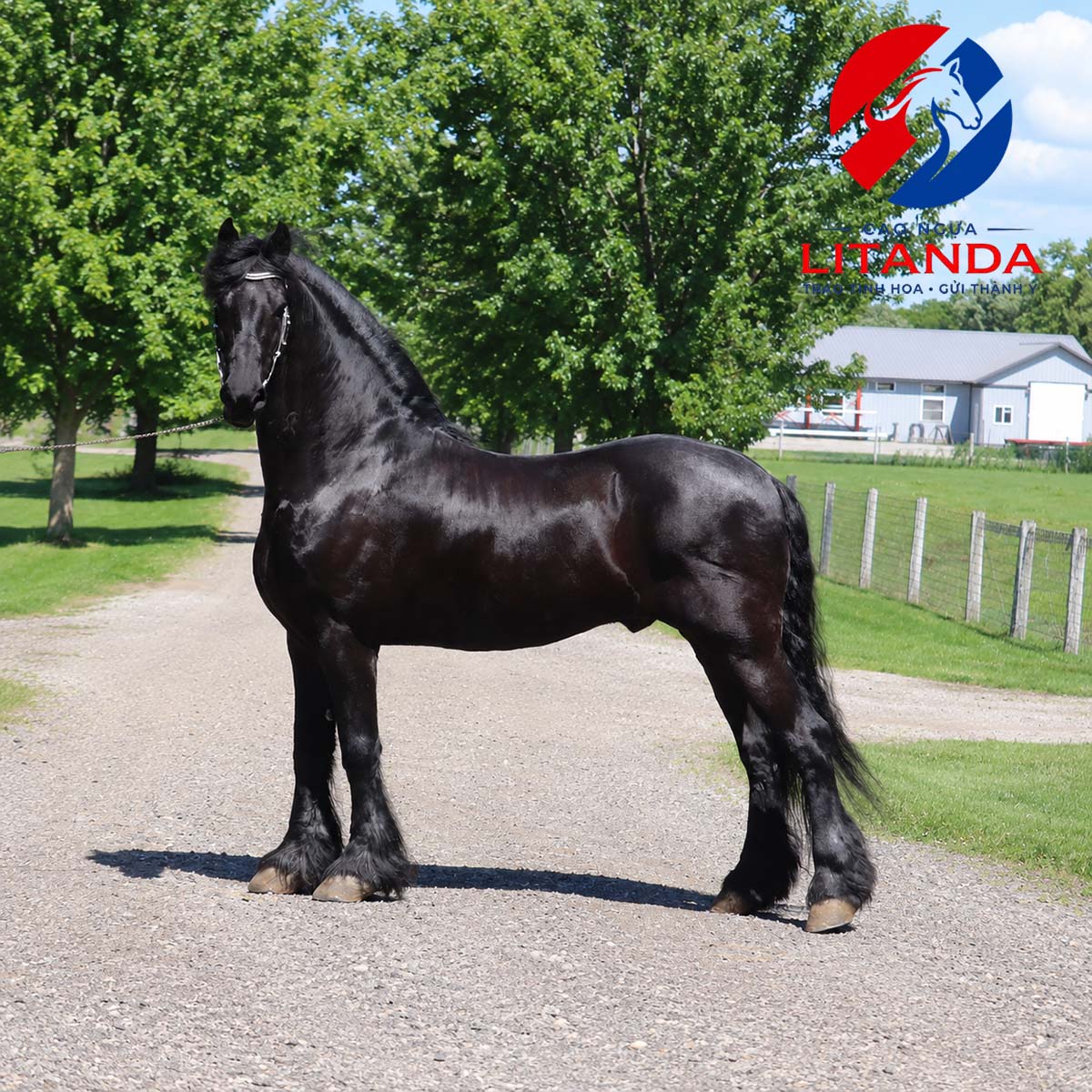 Ngựa Friesian - Viên ngọc đen tuyền dũng mãnh