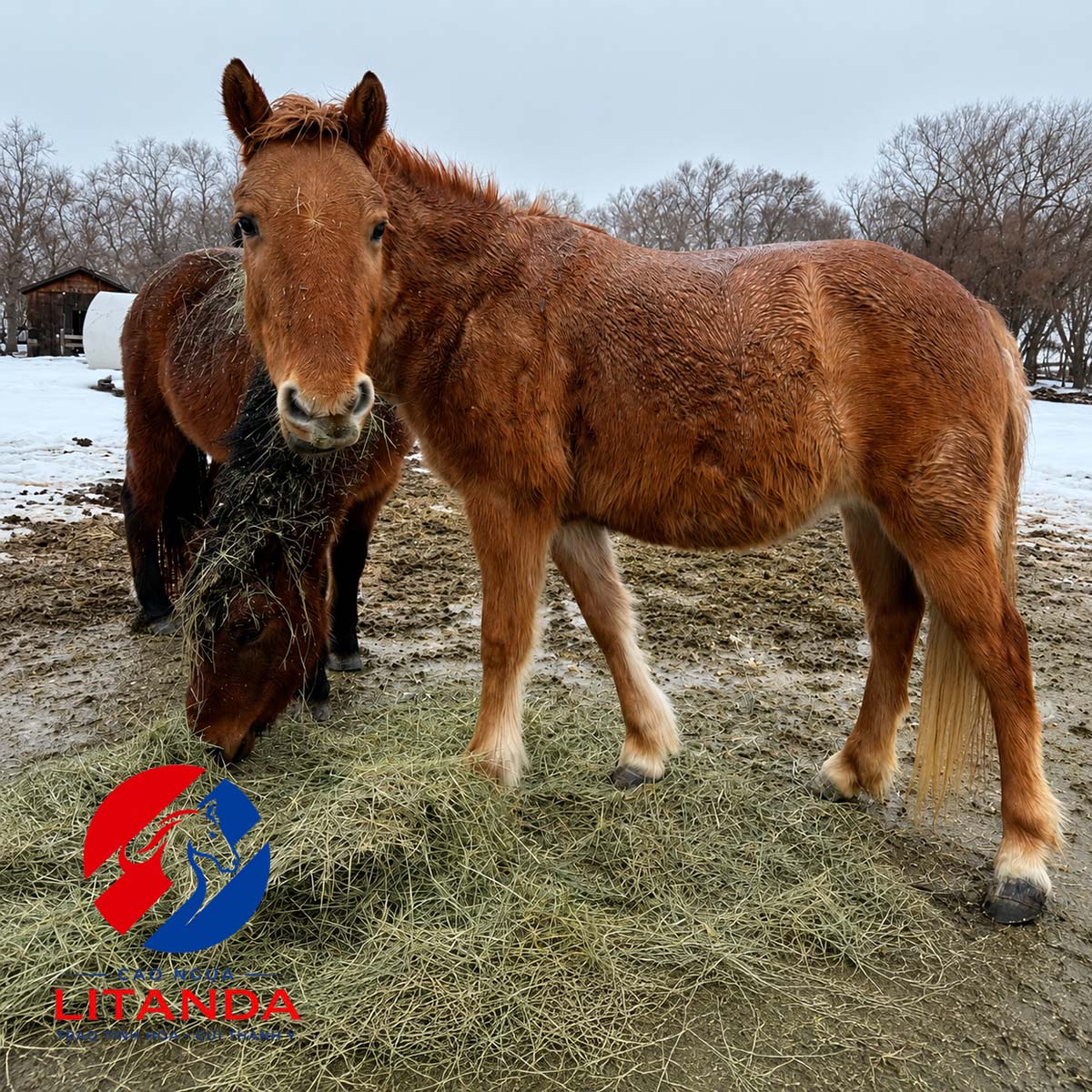 Giống ngựa lùn Newfoundland Pony đang còn số lượng rất ít trên thế giới