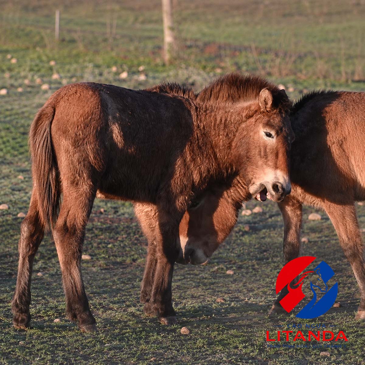 2 chú ngựa Przewalski hoang dã đang chơi đùa cùng nhau