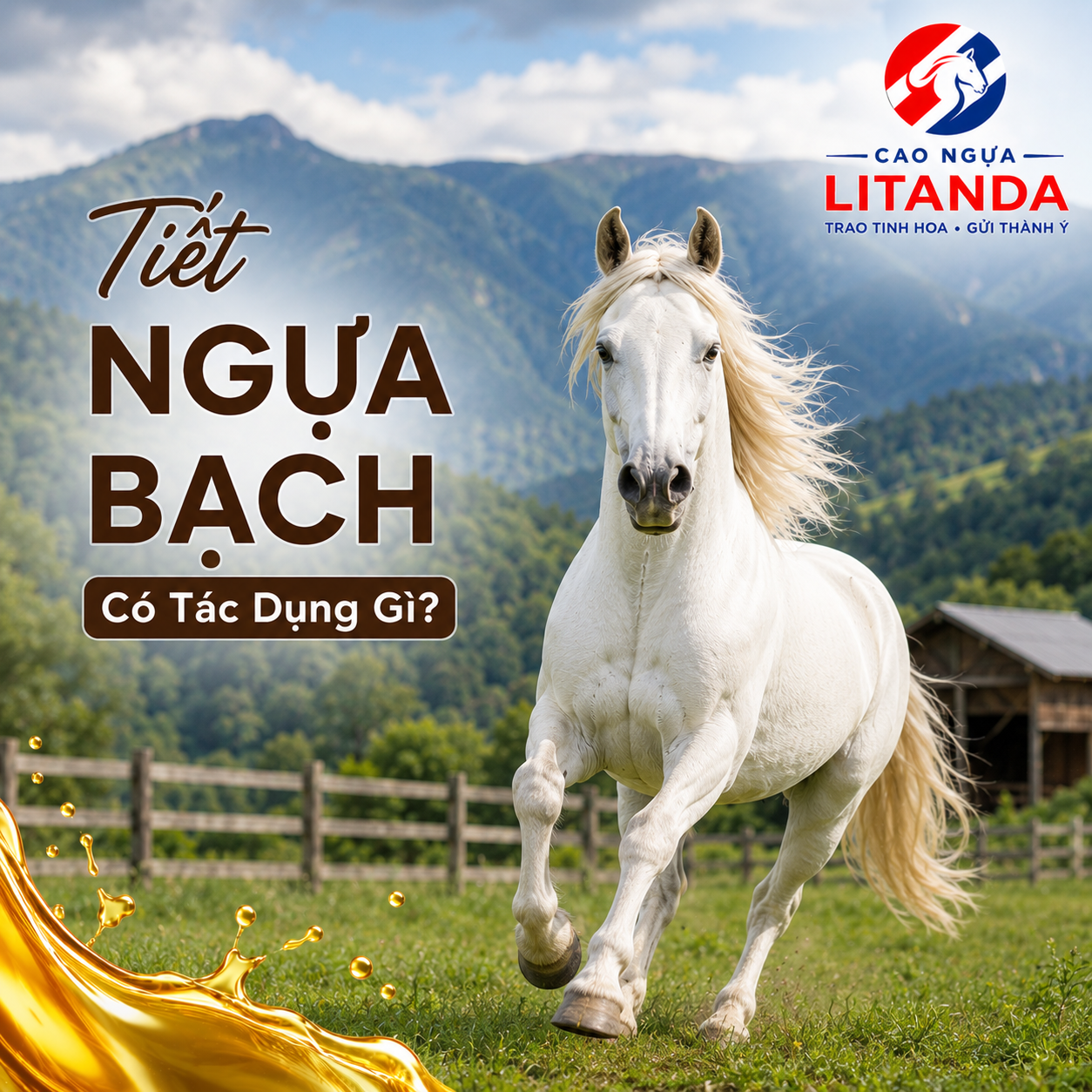 Ngựa bạch khỏe mạnh tại trang trại, bối cảnh tự nhiên vùng núi phía Bắc