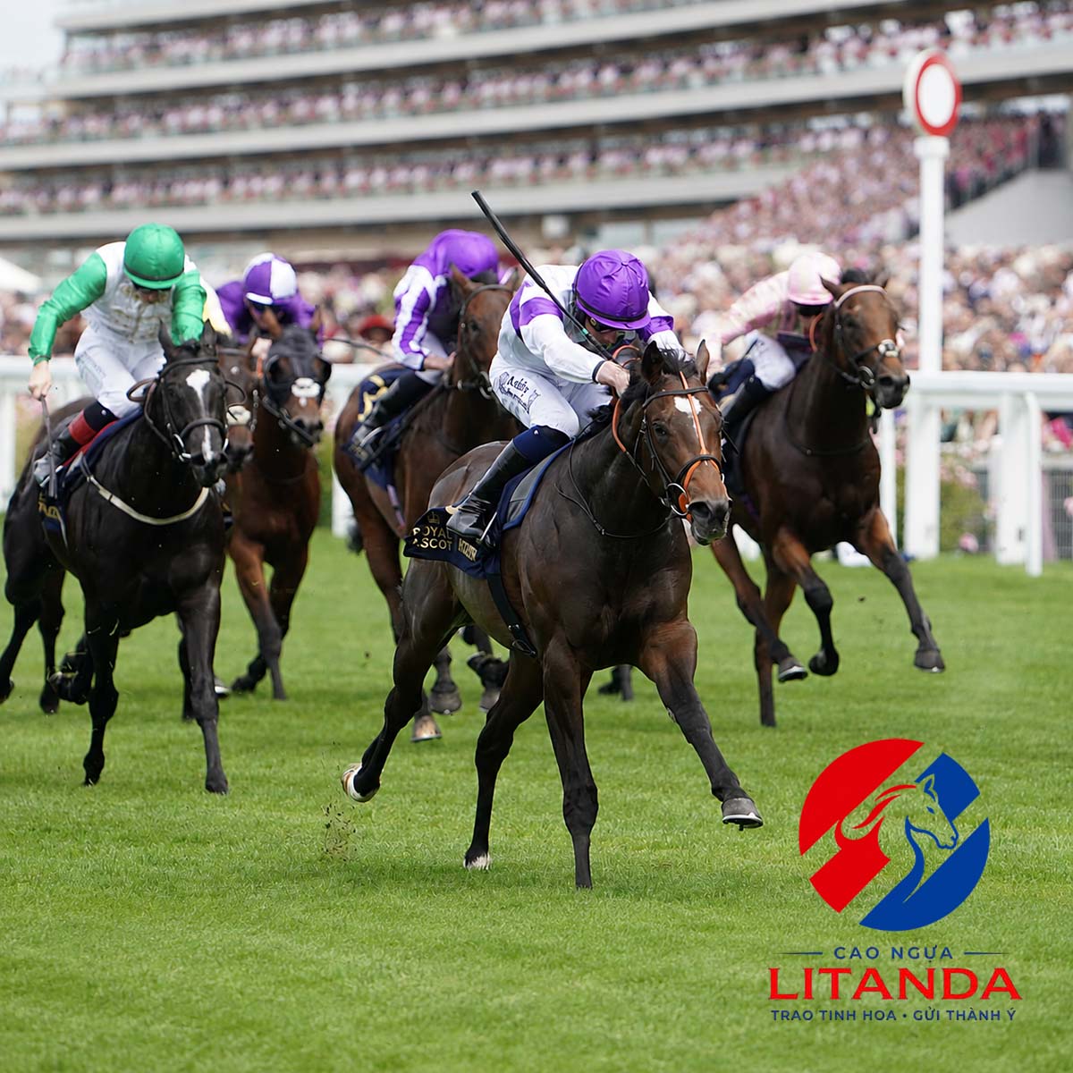 Các nhà vô địch đang tranh tài ở Breeders’ Cup World Championships