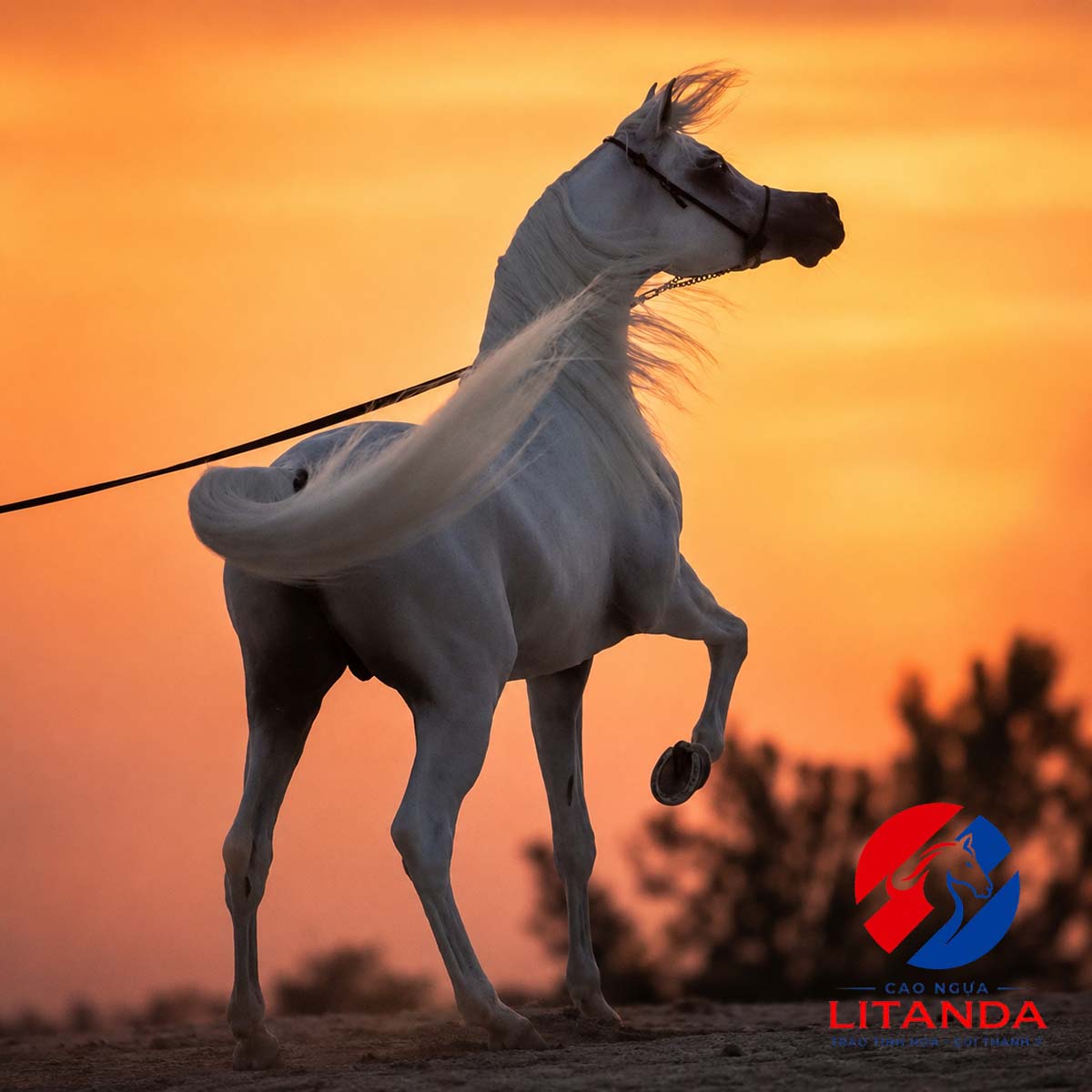 Ngựa Arabian xinh đẹp và đẻo dai