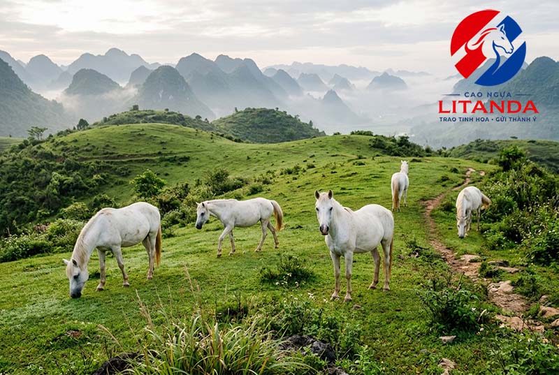 Ngựa bạch được chăn thả tại thảo nguyên Khau Sao - Lạng Sơn