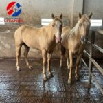 Những chú ngựa được nuôi trong chuồng trại sạch sẽ