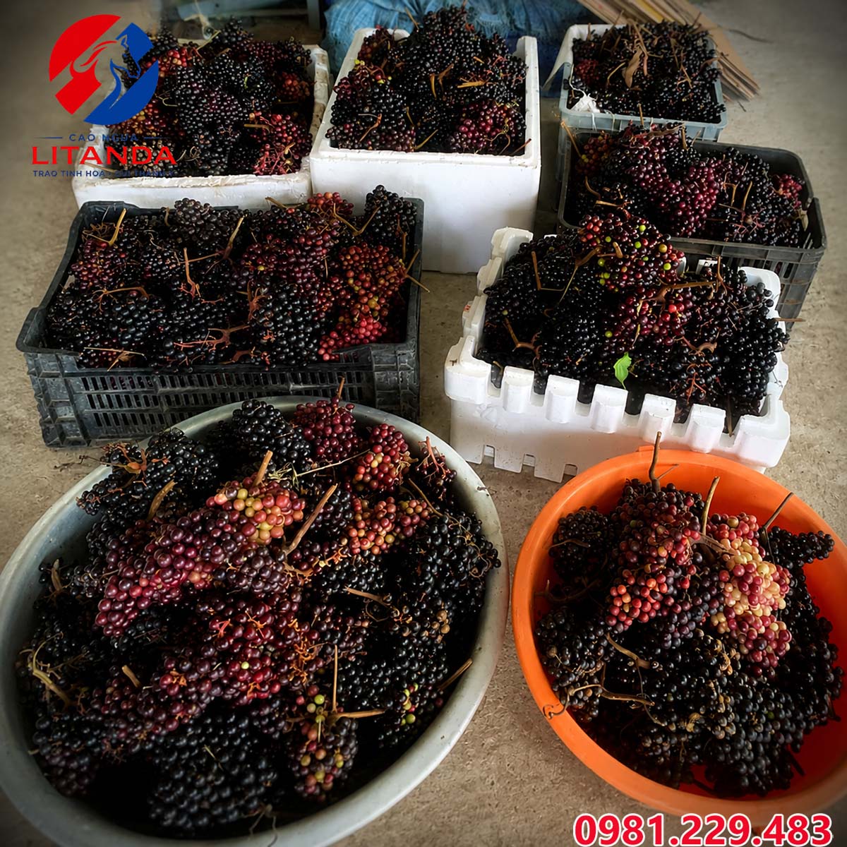 Nho rừng tươi để ngâm rượu